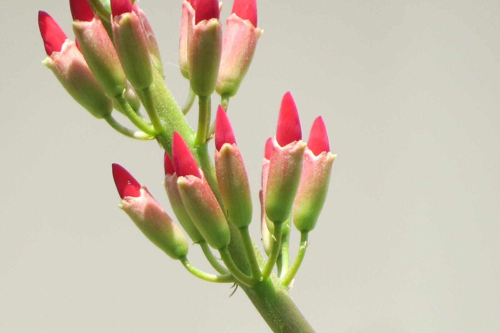 Canon PowerShot SX50 HS sample photo. Flowers, red buds, firecracker photography