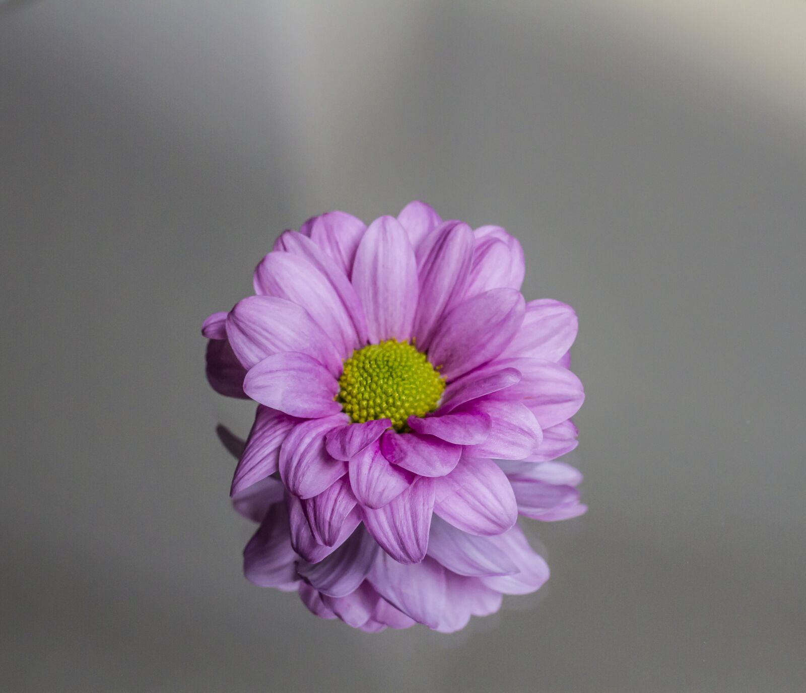 Canon EOS 7D + Canon EF 50mm F1.8 STM sample photo. Flower, pink, petals photography