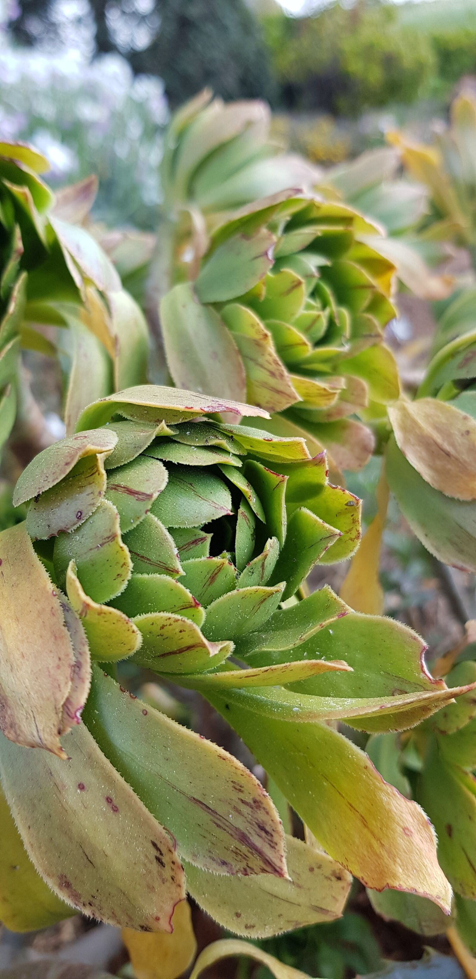 Samsung Galaxy S8 sample photo. Nature, plant, spring photography