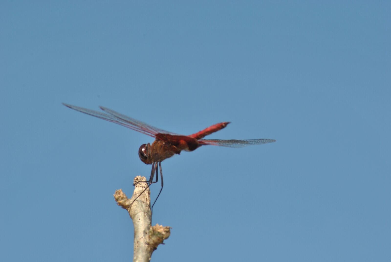 Nikon D3000 sample photo. Dragonfly, fauna, nature photography