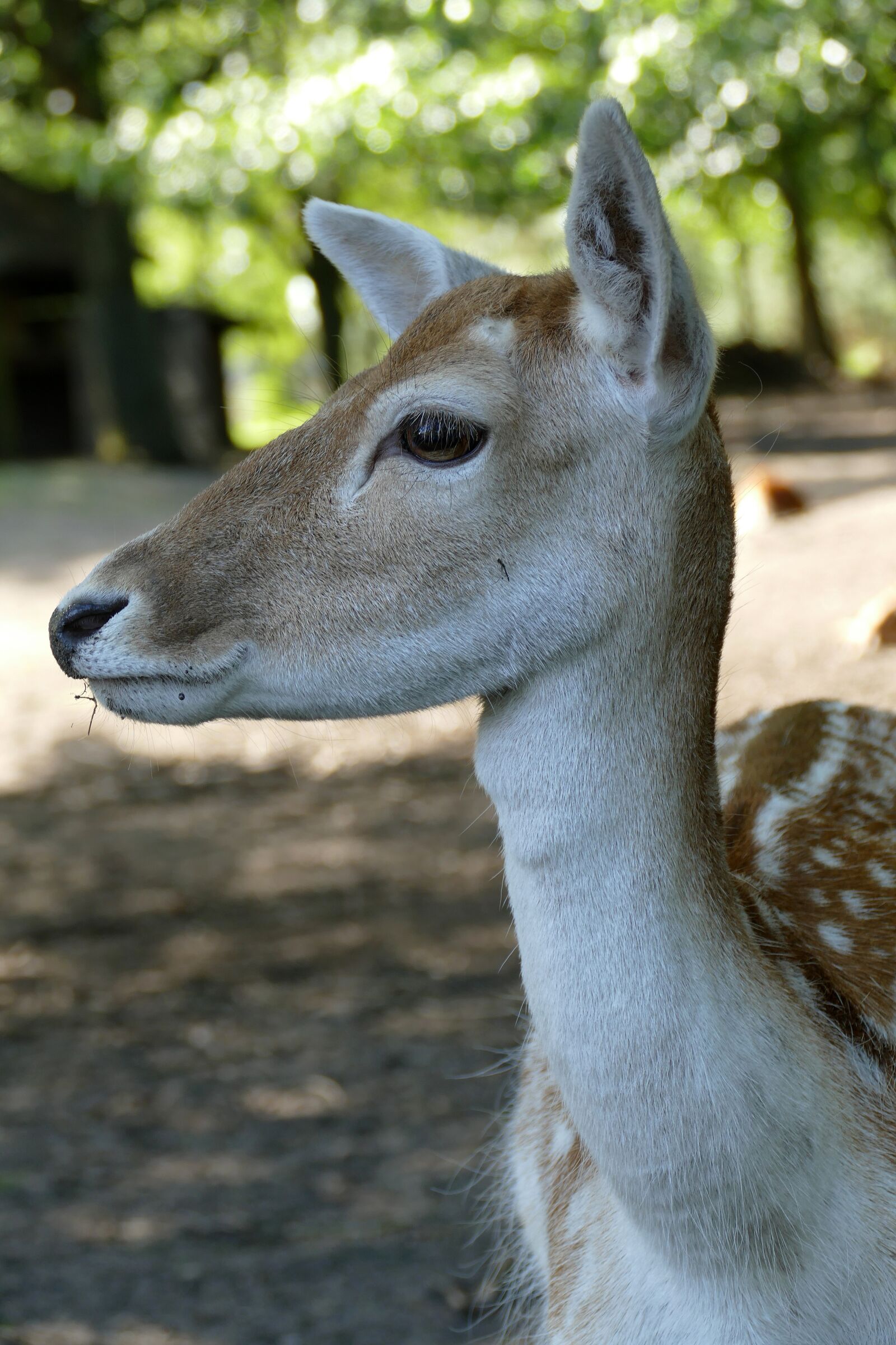 Panasonic Lumix DMC-FZ1000 sample photo. Deer, ree, mammal photography