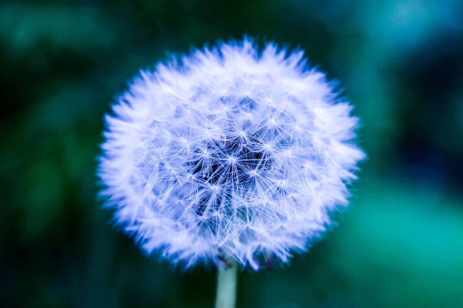 Nikon D3400 sample photo. Dandelion, approach photography