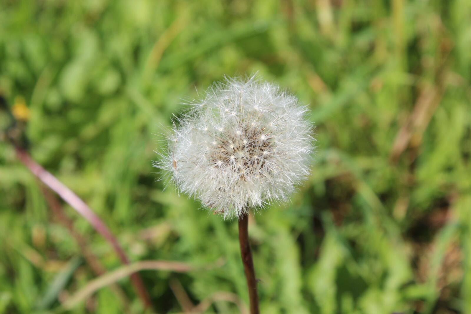 Canon EOS 600D (Rebel EOS T3i / EOS Kiss X5) sample photo. Dandelion, plant, flower photography