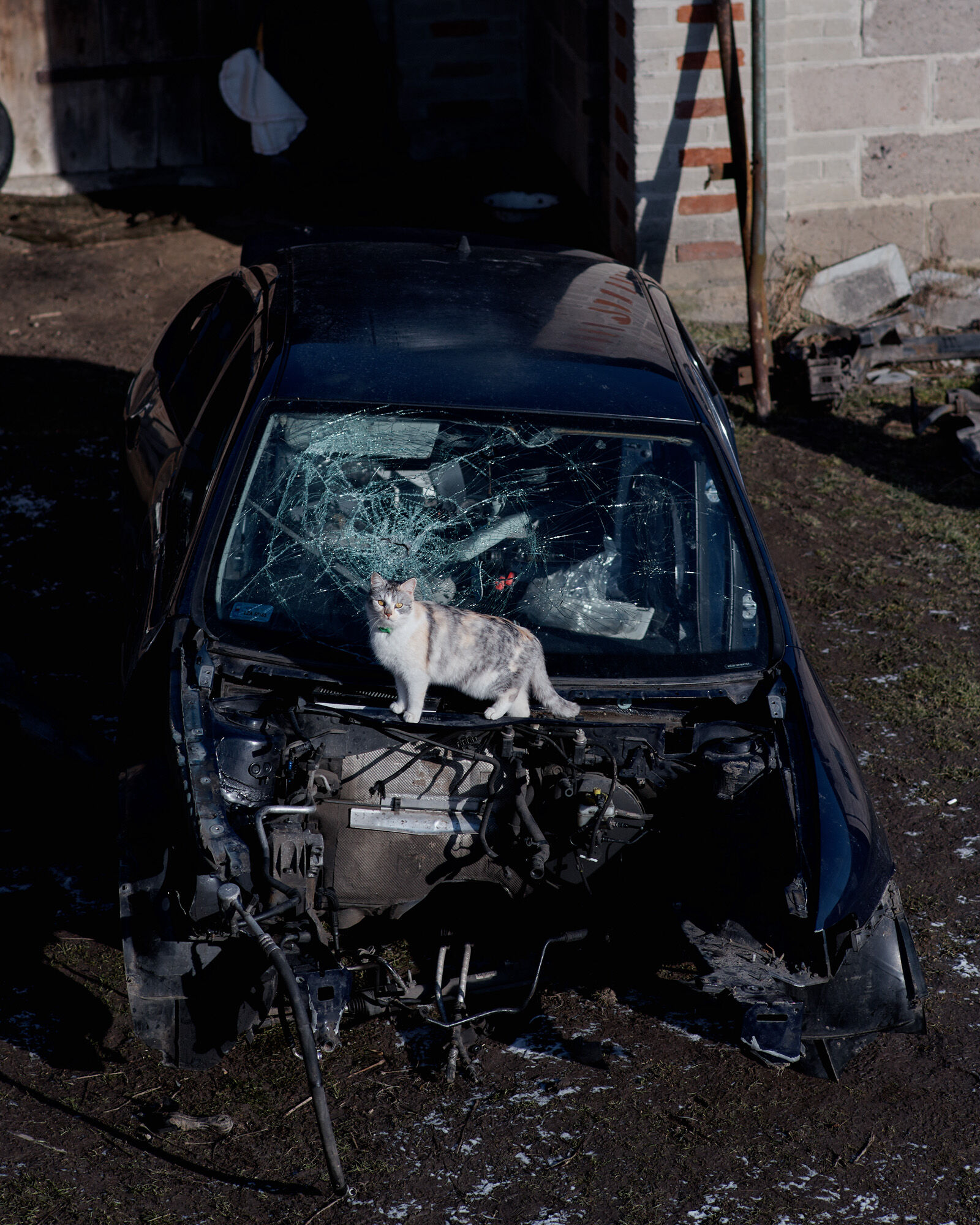 Nikon D610 sample photo. Brodziak, car, cat, inspiration photography