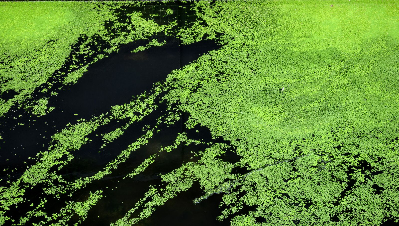 Nikon D3300 sample photo. Algae, green, abstract photography