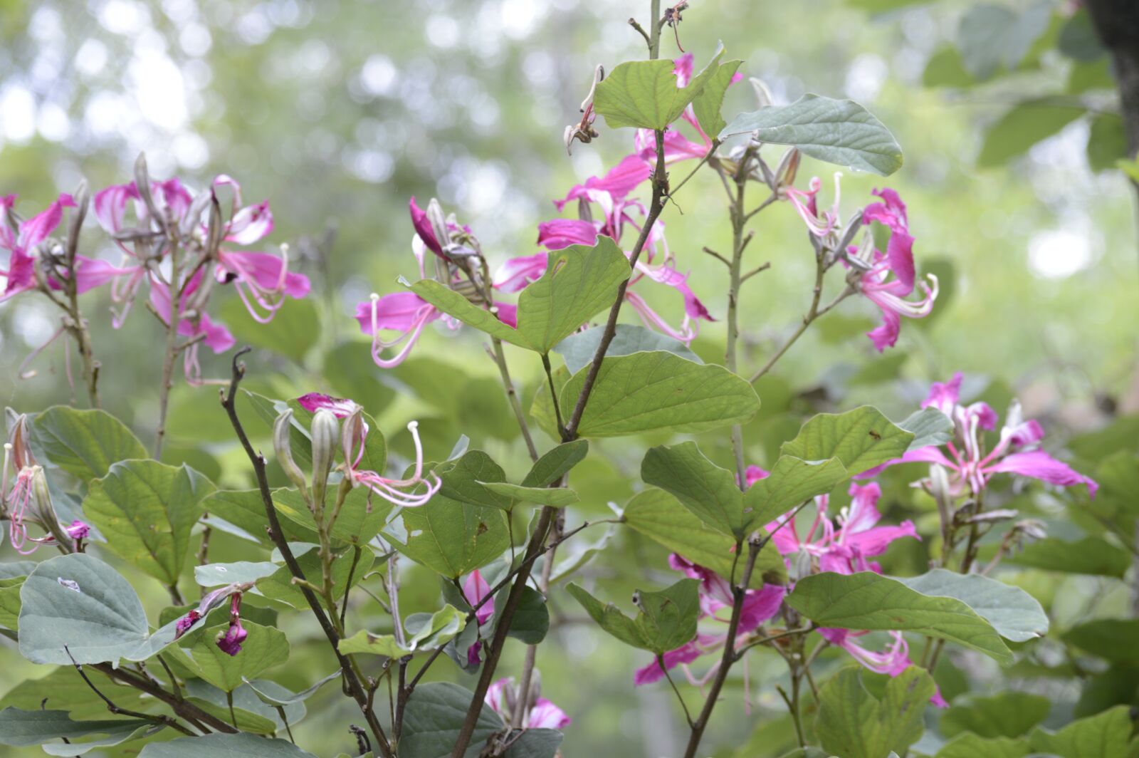 Nikon D3200 sample photo. Flower, nature, green photography