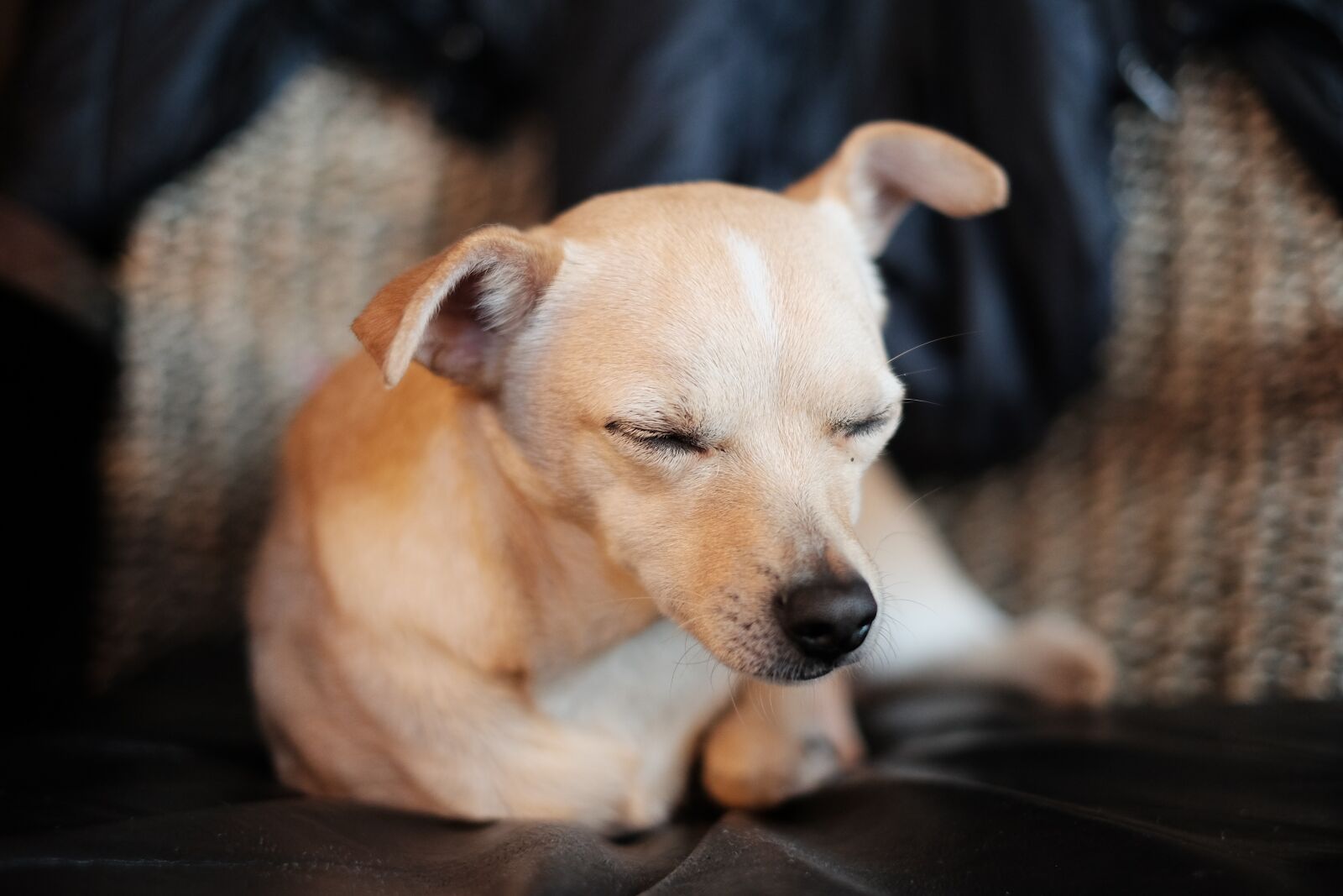 Fujifilm X-T10 + Fujifilm XF 35mm F1.4 R sample photo. Dog, chihuahua, puppy photography