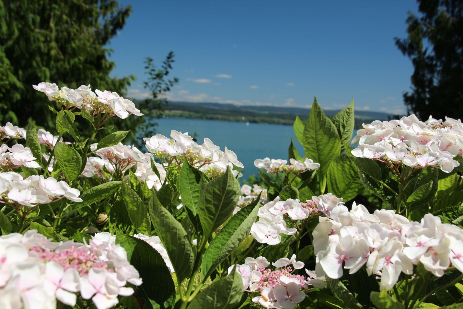 Canon EOS 650D (EOS Rebel T4i / EOS Kiss X6i) sample photo. Mainau, lake, lake constance photography