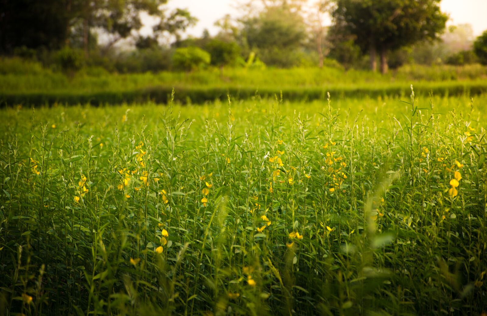 Nikon D5500 sample photo. Rice, flowers, beauty photography