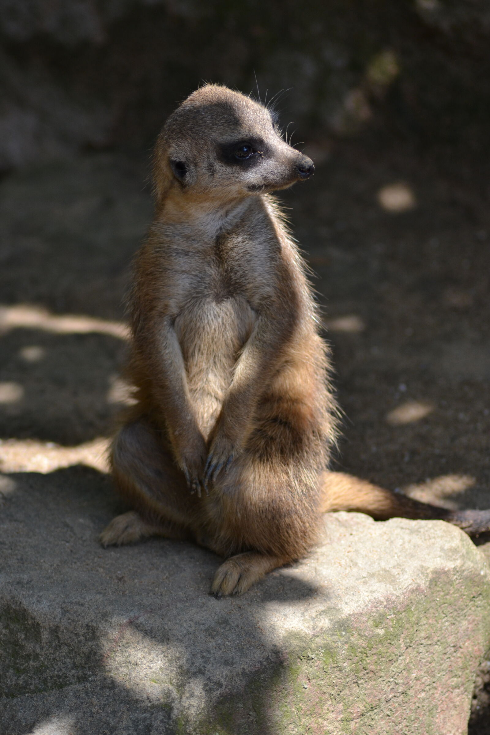 Nikon D3100 sample photo. Close, up, view, meerkat photography