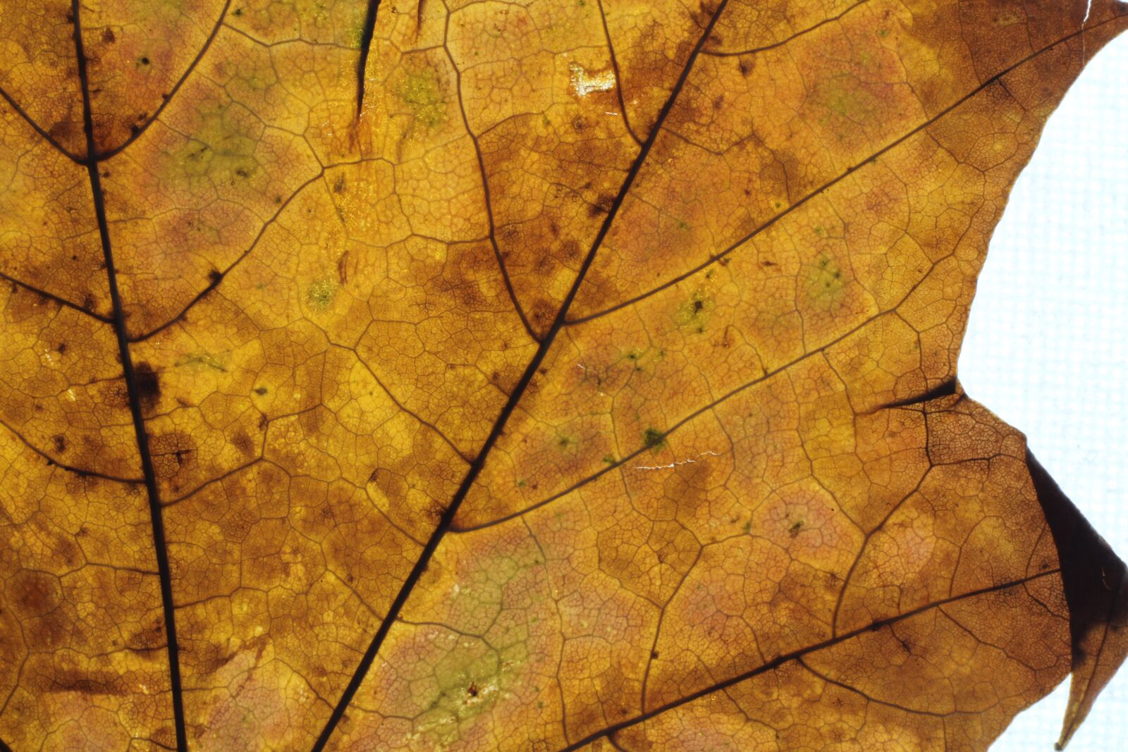 Canon EOS 550D (EOS Rebel T2i / EOS Kiss X4) sample photo. Leaf, yellow, texture photography