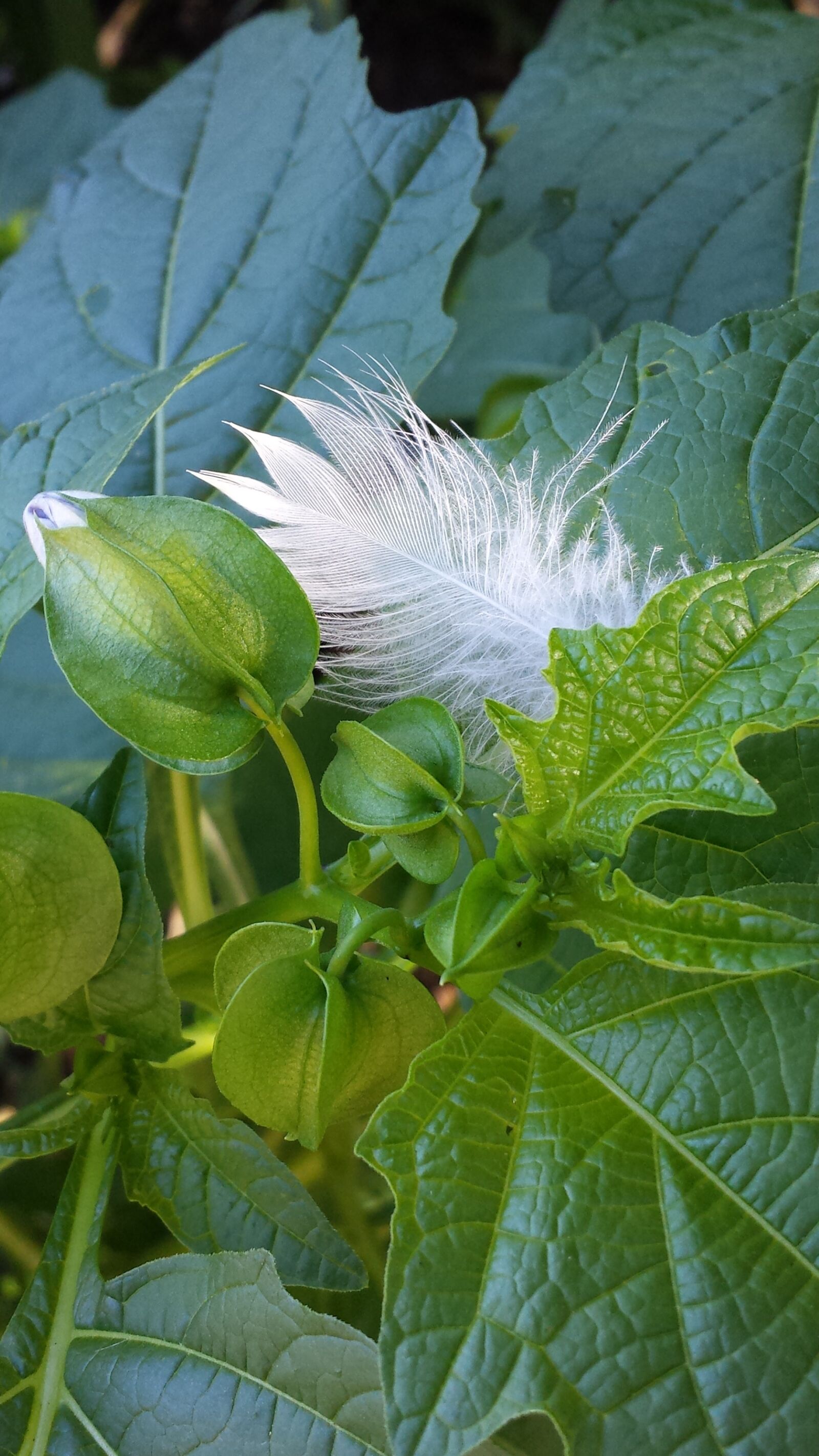 Samsung Galaxy S4 sample photo. Nature, spring, green photography
