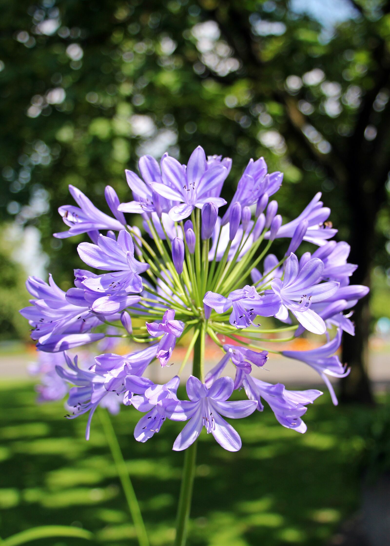 Canon EOS 550D (EOS Rebel T2i / EOS Kiss X4) sample photo. Agapanthus, love flower, flower photography