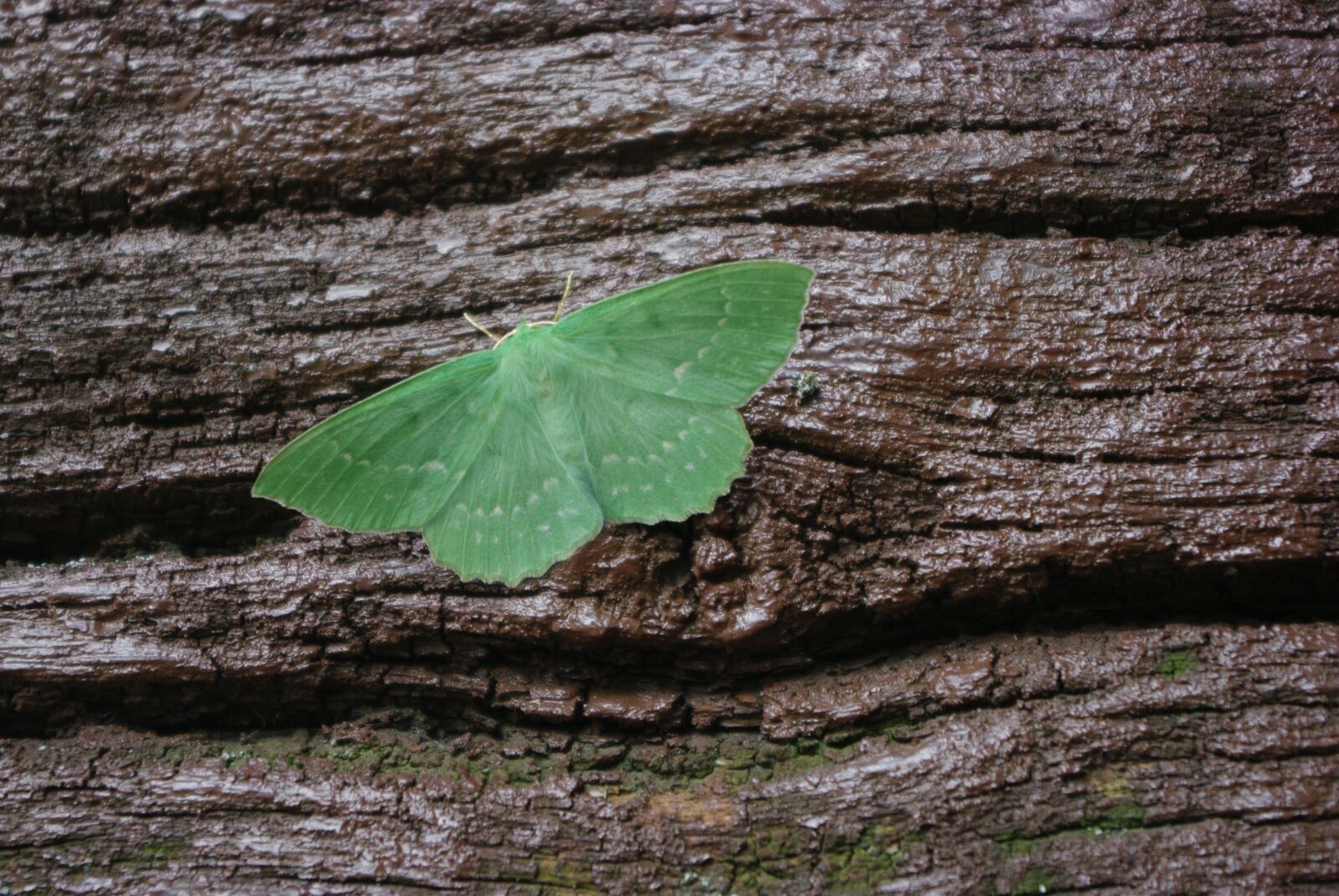 Pentax K20D sample photo. Old wood, moth, texture photography