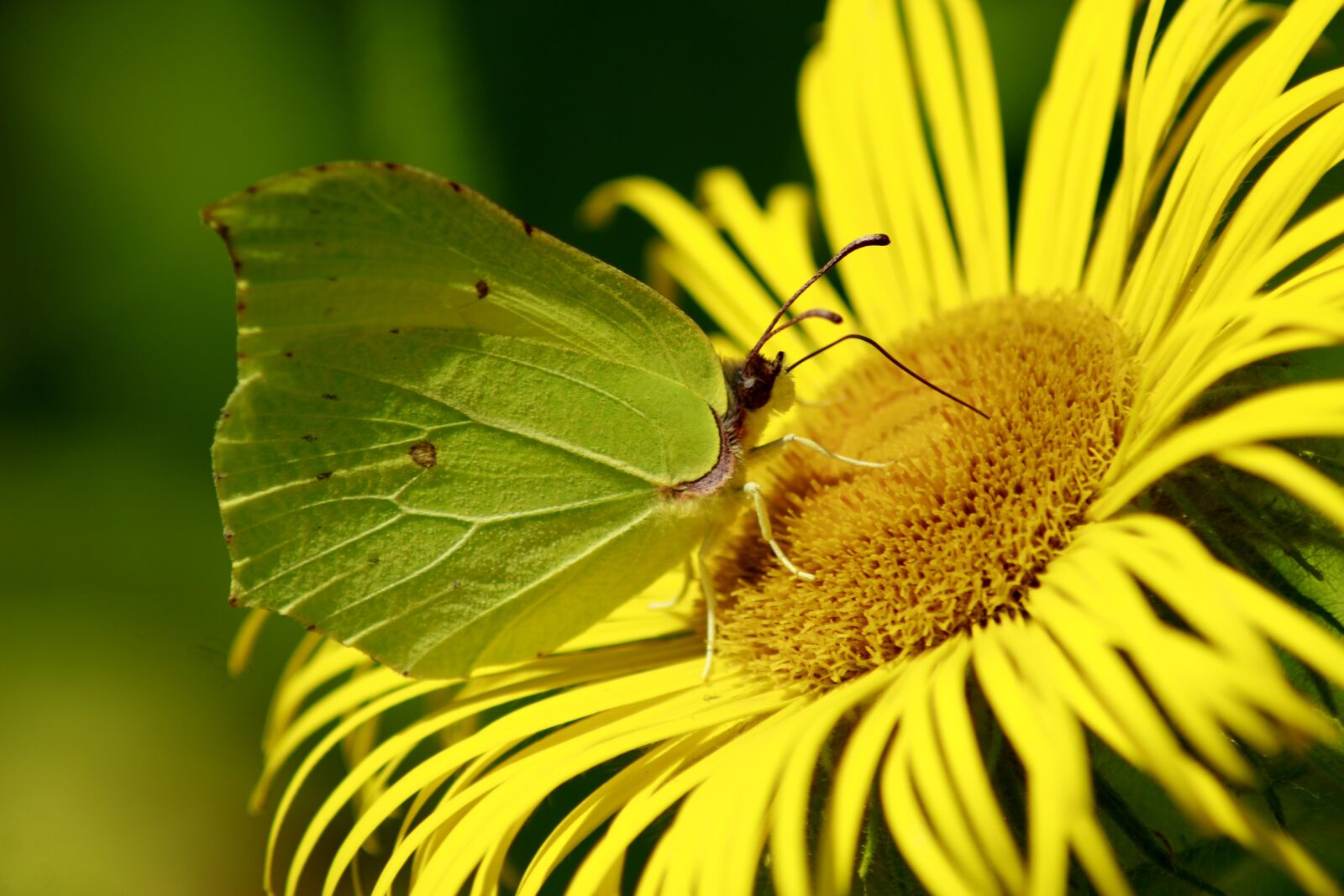 Canon EOS 100D (EOS Rebel SL1 / EOS Kiss X7) sample photo. Yellow, flower, butterfly photography