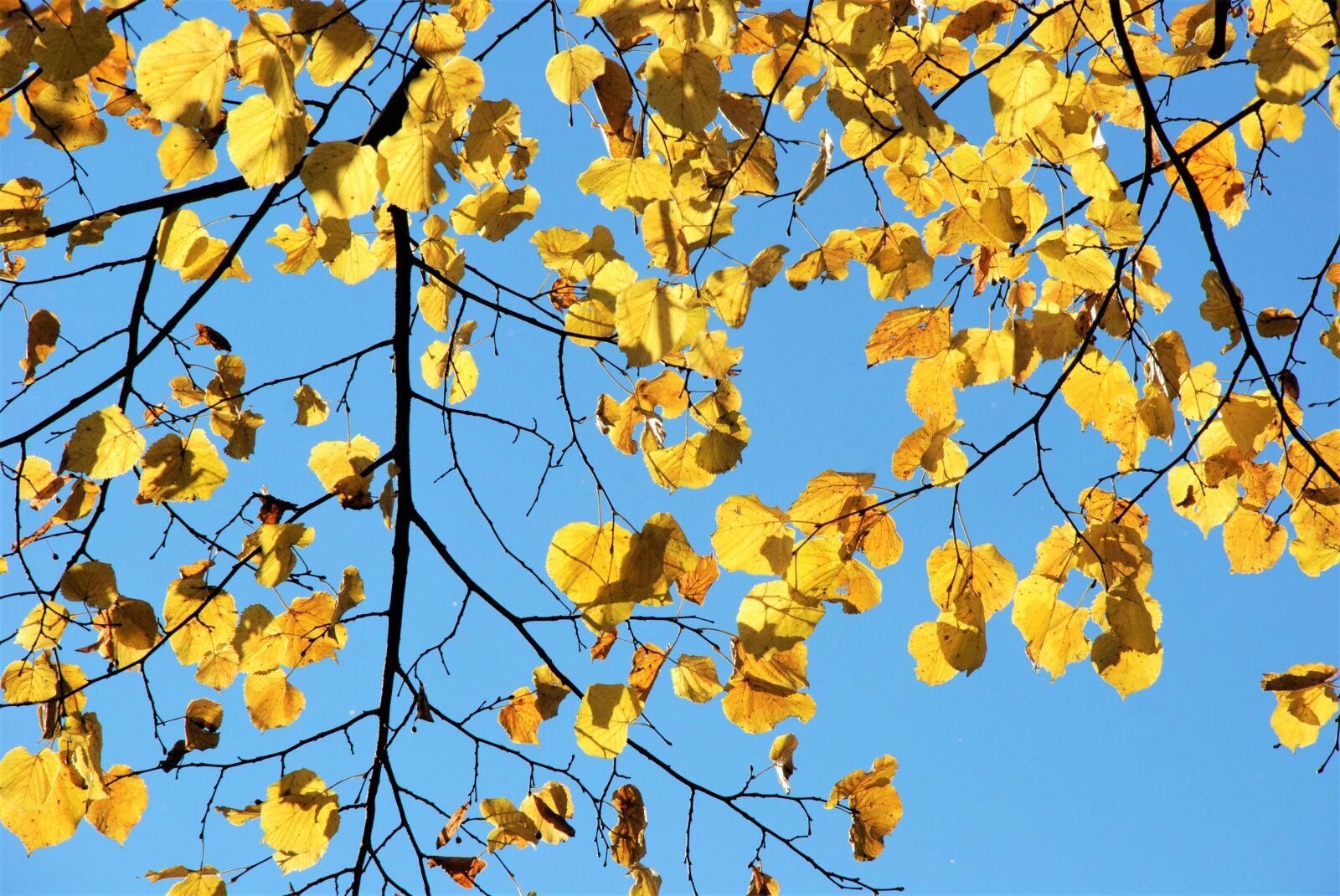 Nikon D80 sample photo. Yellow, leaves, autumn photography