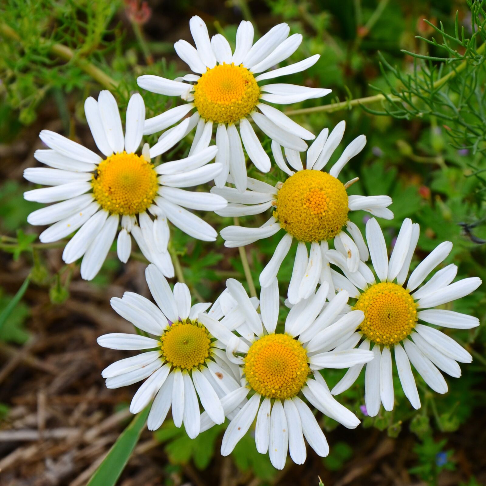 Nikon D5100 sample photo. Chamomile, flowers, chamomile blossoms photography
