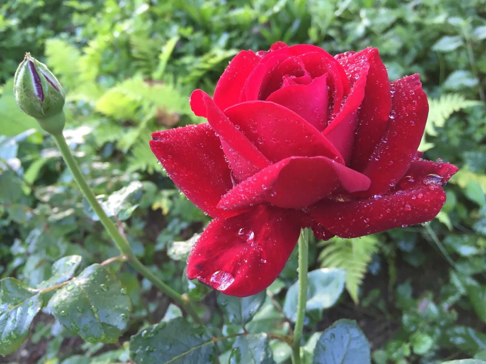 Apple iPhone 6 sample photo. Flower, garden, rose photography