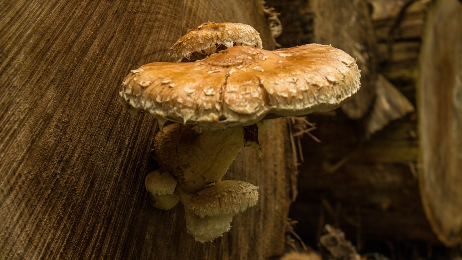 Canon EOS 80D sample photo. Mushrooms, wood, park photography