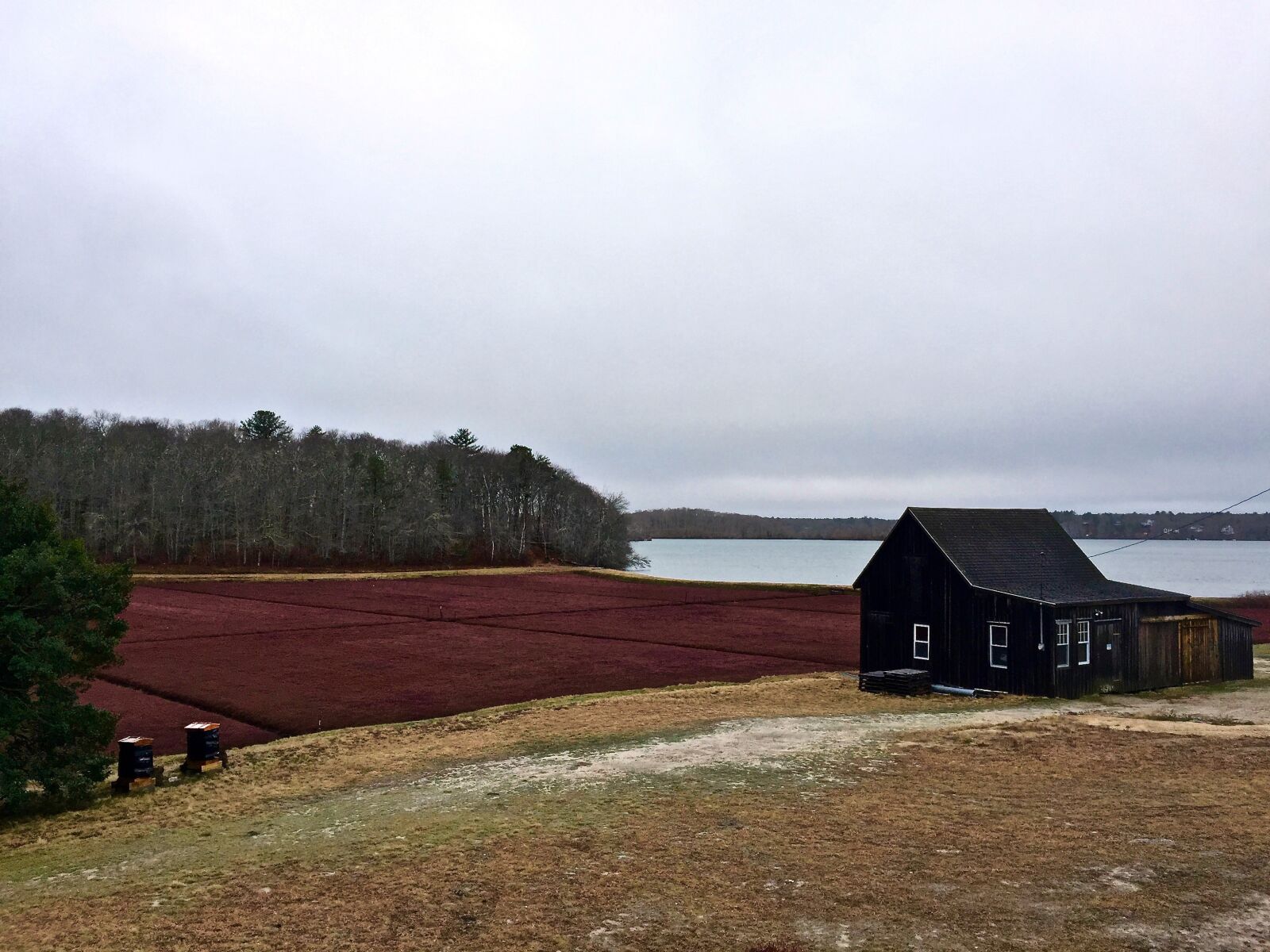 Apple iPhone 6 sample photo. Cape cod, cranberry, bog photography