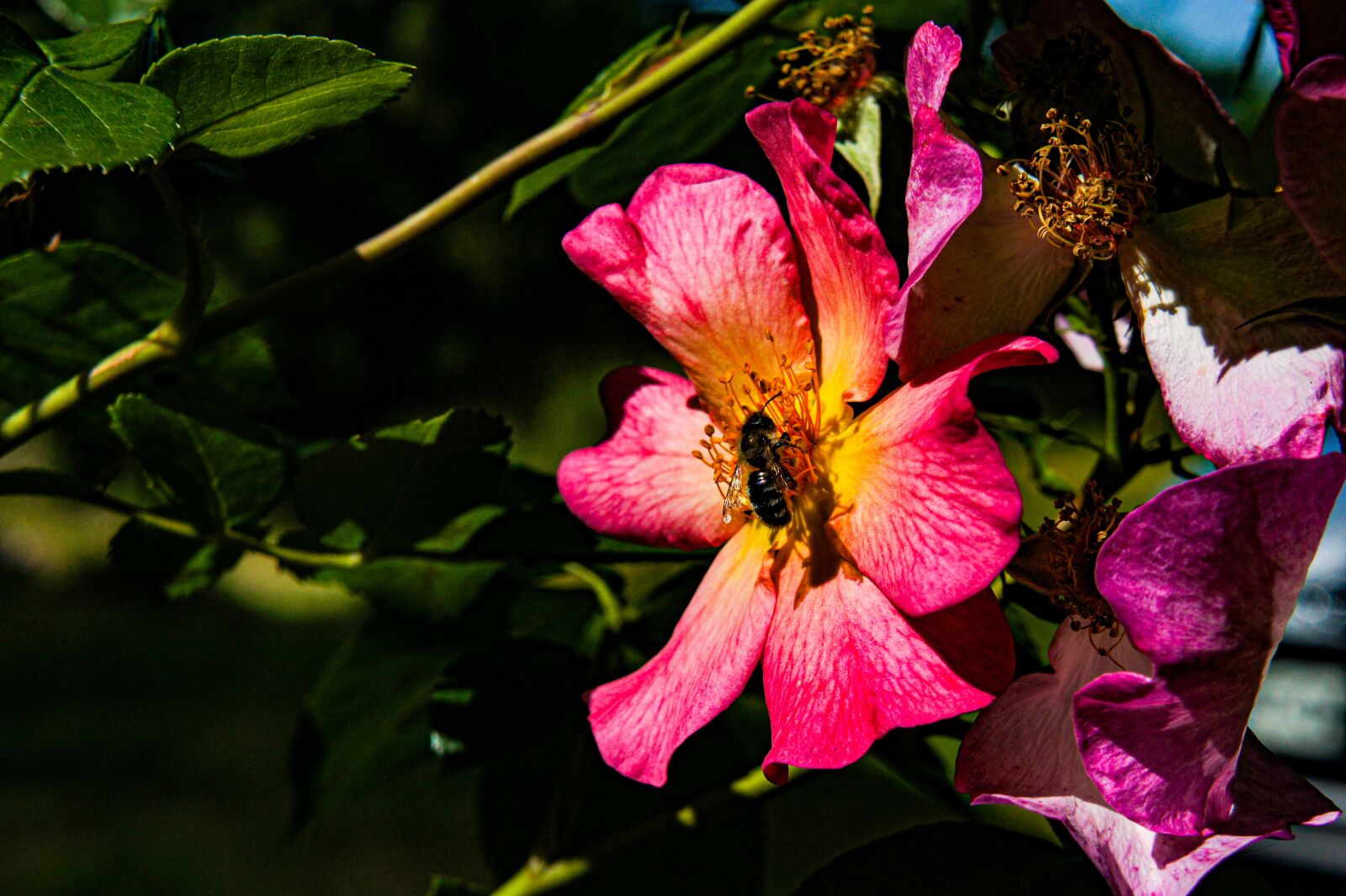 Sony Alpha NEX-3 + Sony E 18-55mm F3.5-5.6 OSS sample photo. Pink, roses, spring photography