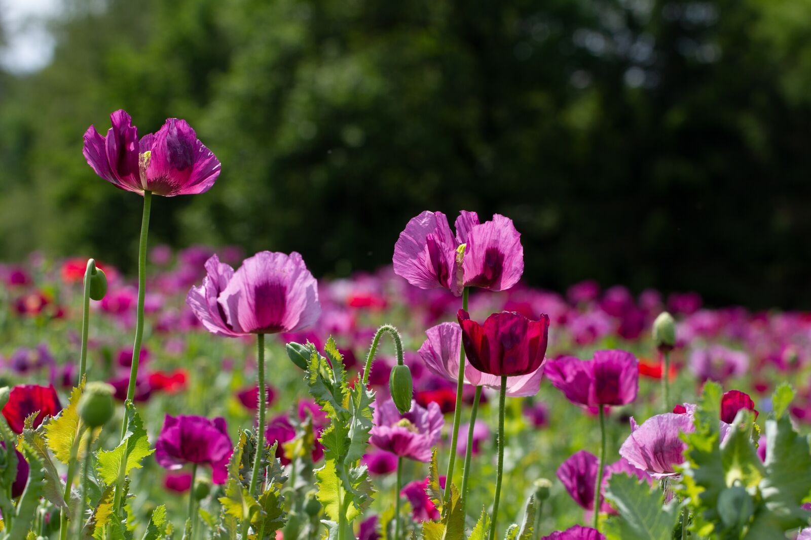 Canon EOS 7D sample photo. Poppy, violet, poppy flower photography
