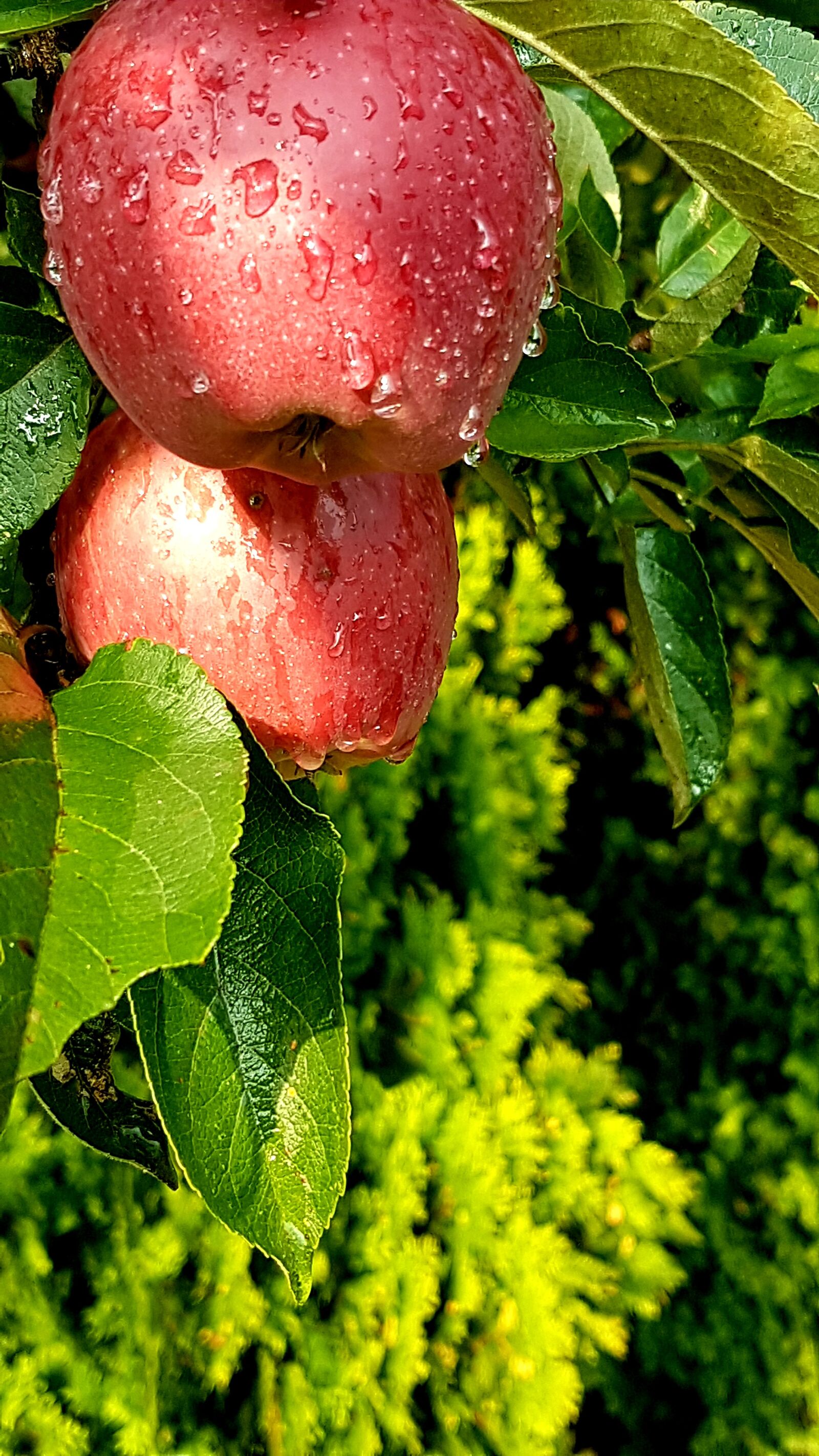 Samsung Galaxy S7 sample photo. Garden, apple, nature photography