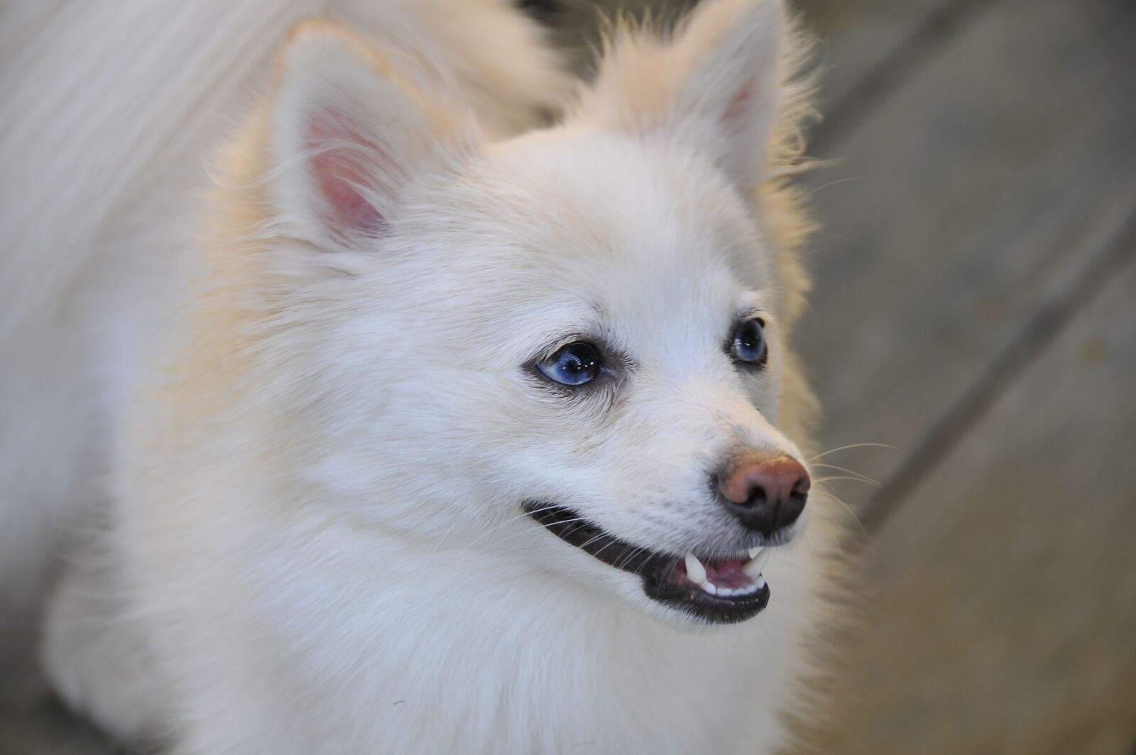 Nikon D300 sample photo. Dog, pomeranian, white photography
