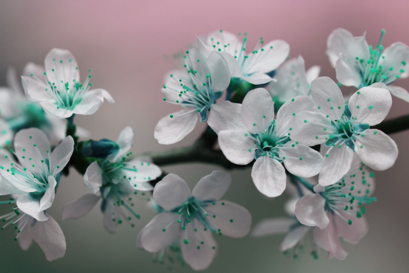 Canon EOS 550D (EOS Rebel T2i / EOS Kiss X4) sample photo. Beautiful, bloom, blooming, blossom photography
