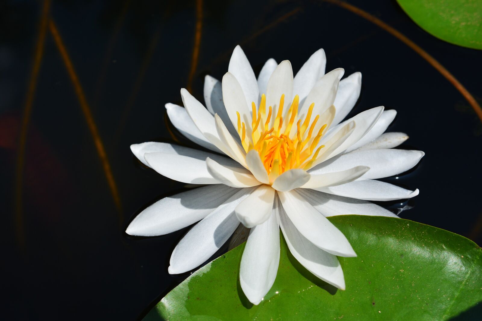 Nikon D7100 sample photo. Water lily, water lilies photography