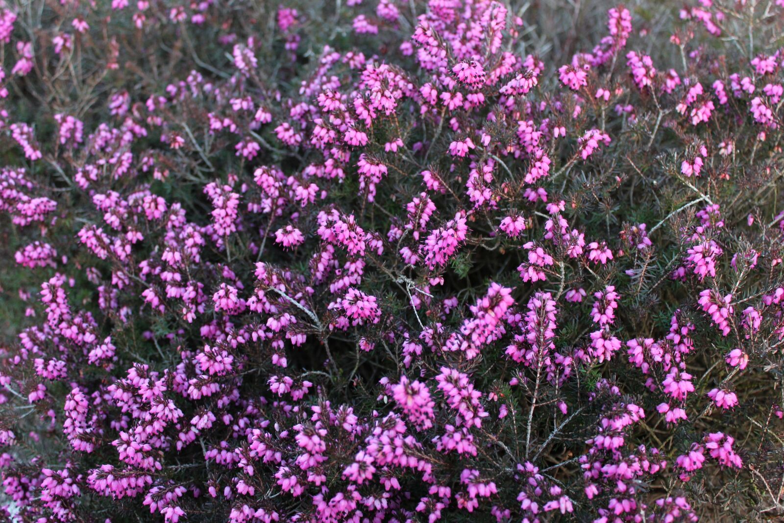 Canon EOS 1100D (EOS Rebel T3 / EOS Kiss X50) sample photo. Heide, flower, plant photography