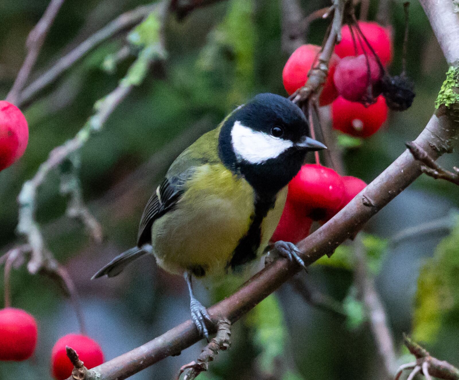 Canon EOS 7D Mark II sample photo. Great tit, tit, small photography