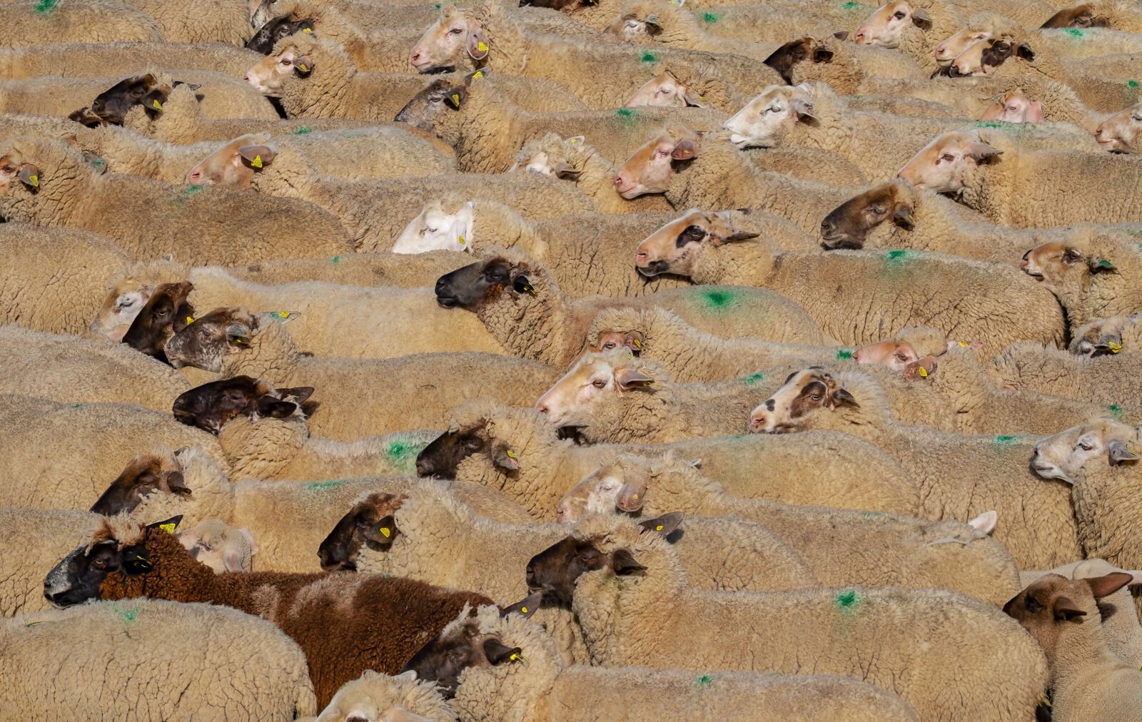 Fujifilm XF 55-200mm F3.5-4.8 R LM OIS sample photo. Sheep, animals, wool photography