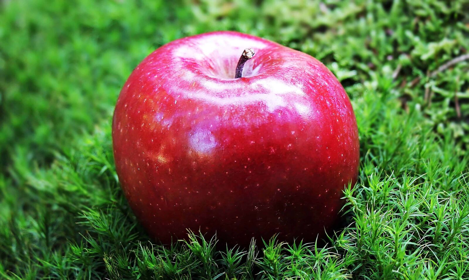 Canon EOS 550D (EOS Rebel T2i / EOS Kiss X4) sample photo. Food, red apple, fruit photography