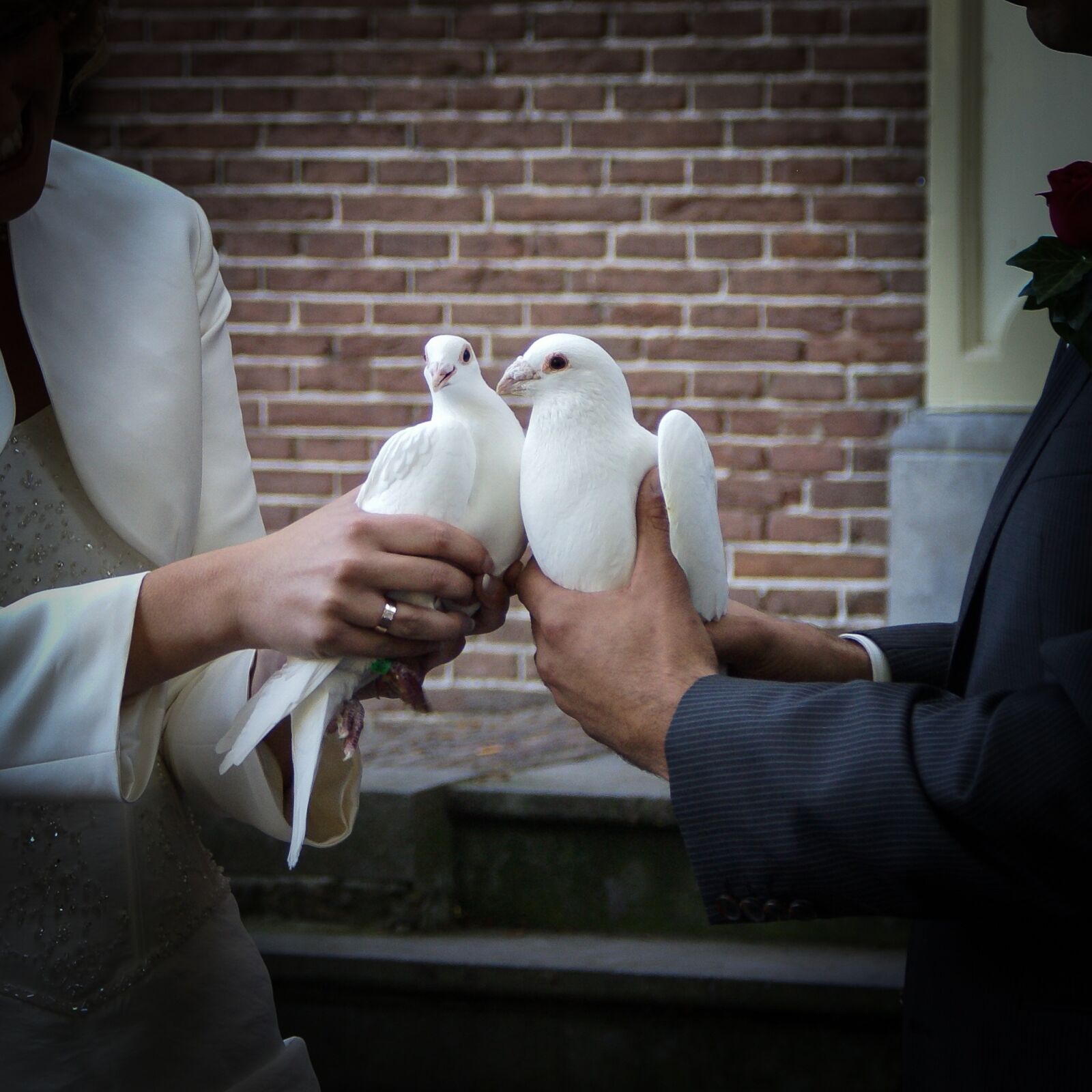 Sony Alpha DSLR-A100 sample photo. Pigeons, wedding, getting married photography