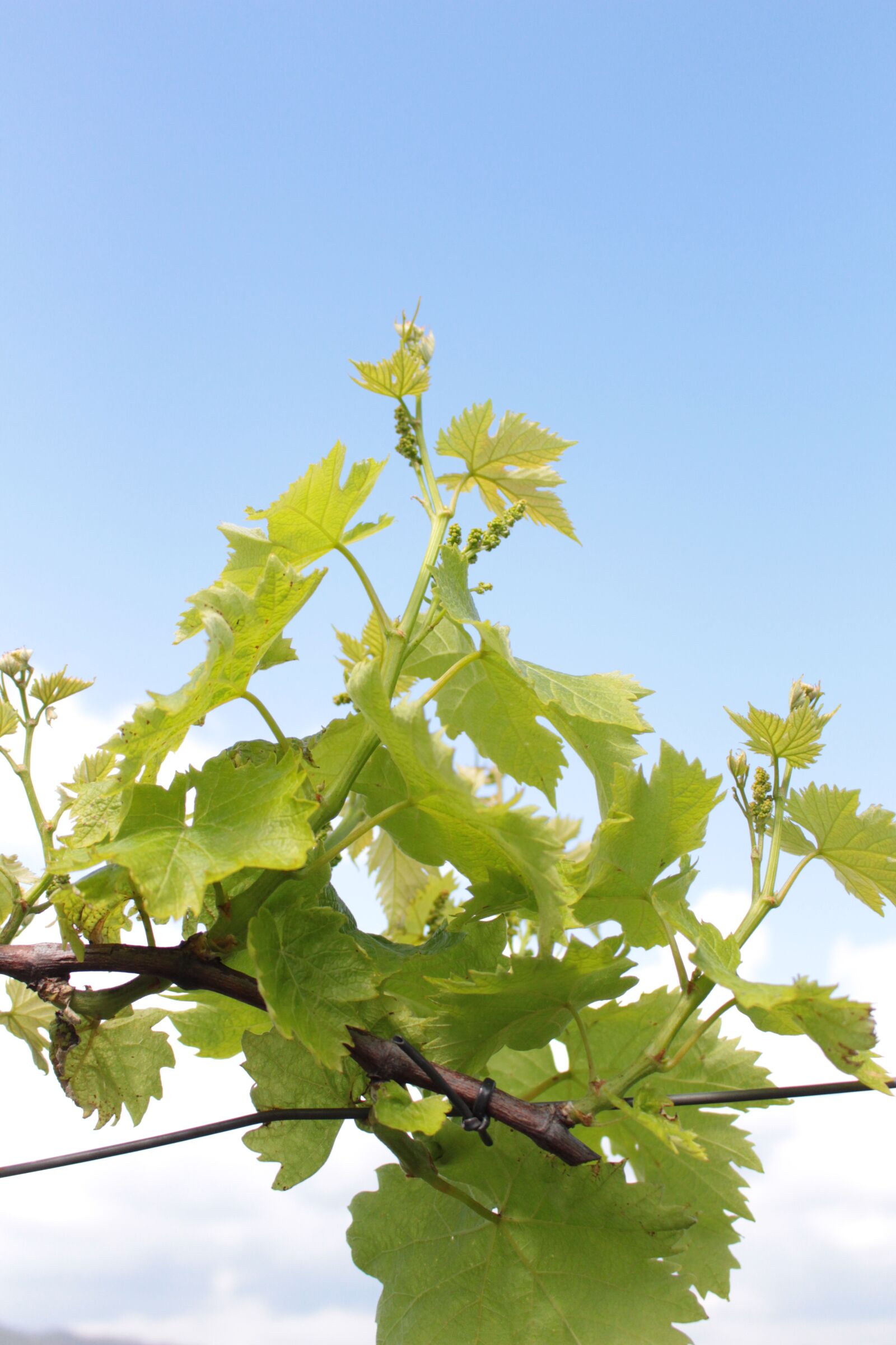 Canon EOS 700D (EOS Rebel T5i / EOS Kiss X7i) sample photo. Tree, branch, leaves photography