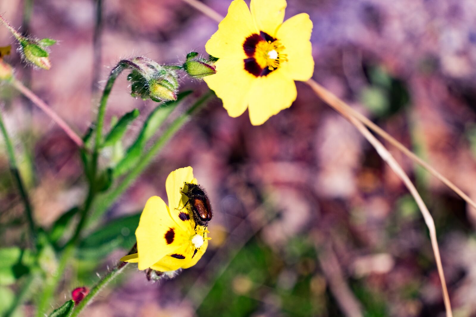 Fujifilm X-T10 sample photo. Flower, nature, summer photography