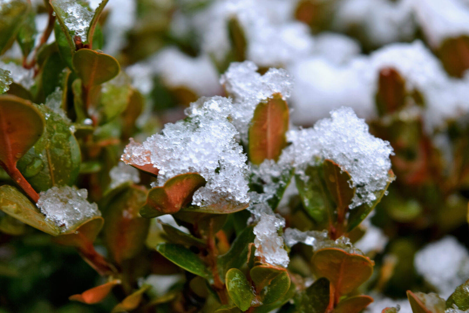 Nikon D3300 sample photo. First, snow, snow, winter photography