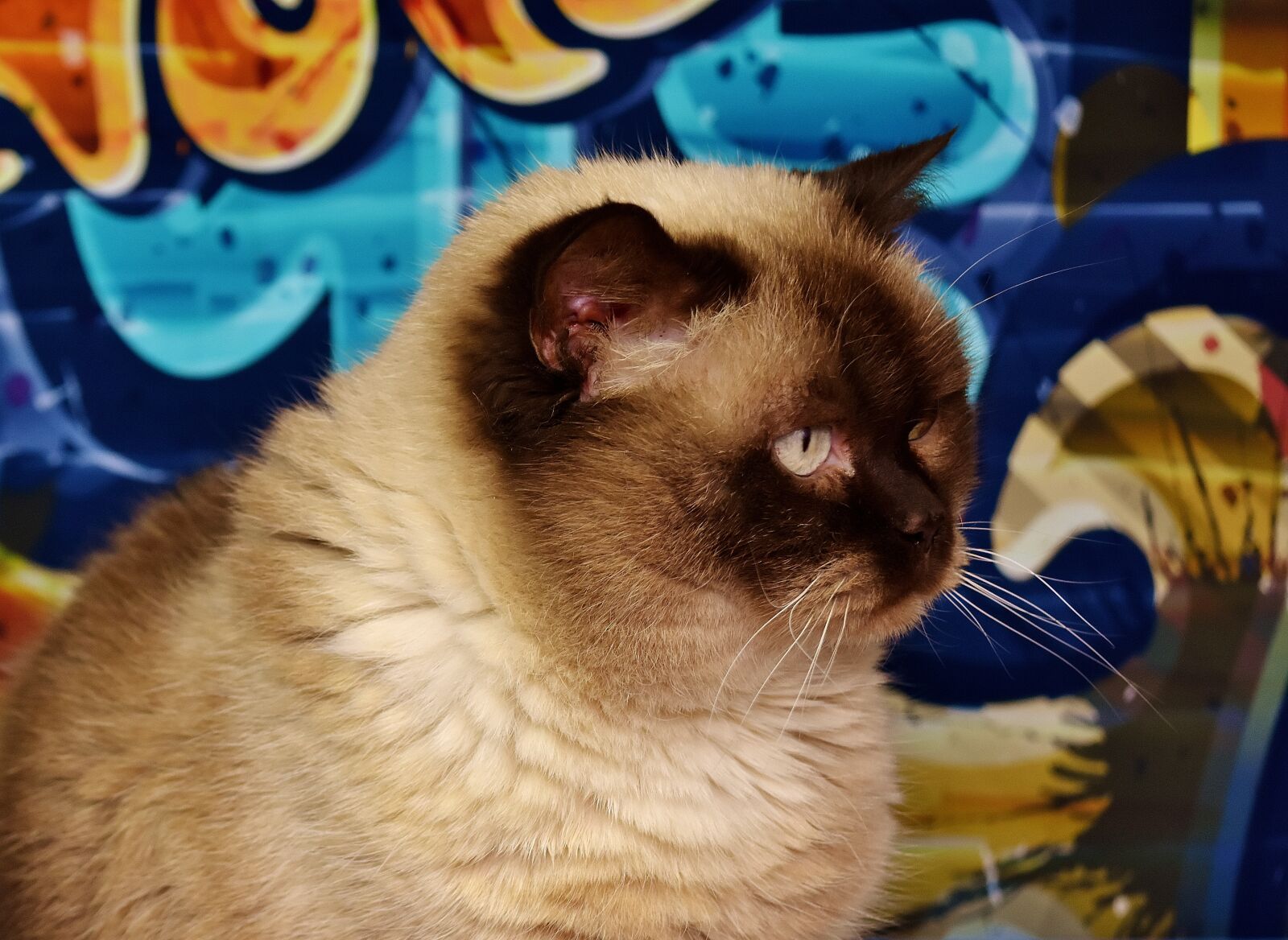 Nikon D7200 sample photo. British shorthair, cat, animal photography