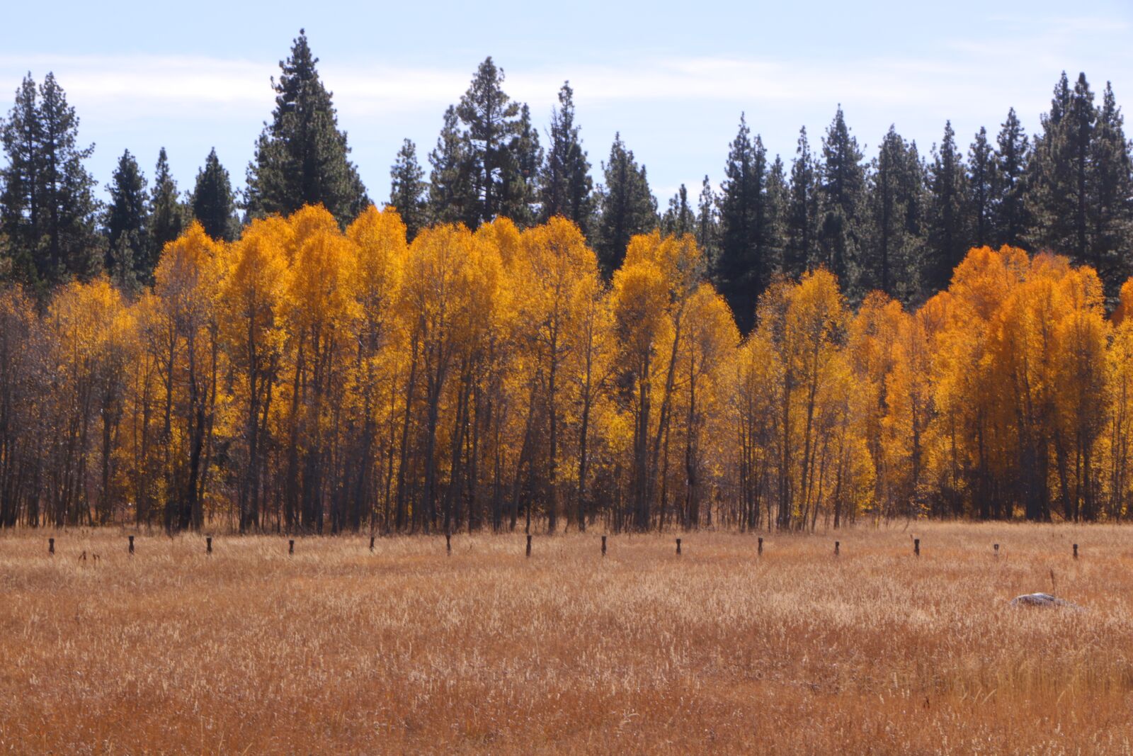 Canon EOS 70D sample photo. Autumn, nature, trees photography