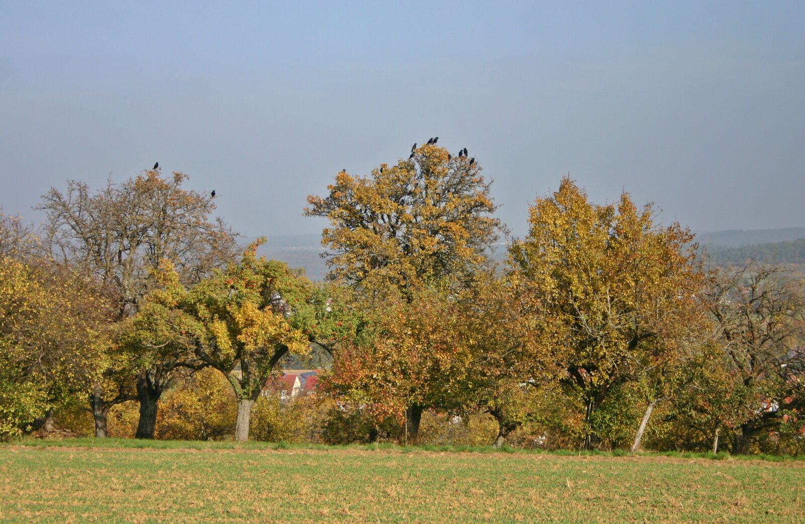 Canon EOS 300D (EOS Digital Rebel / EOS Kiss Digital) sample photo. Tree, crow, birds photography