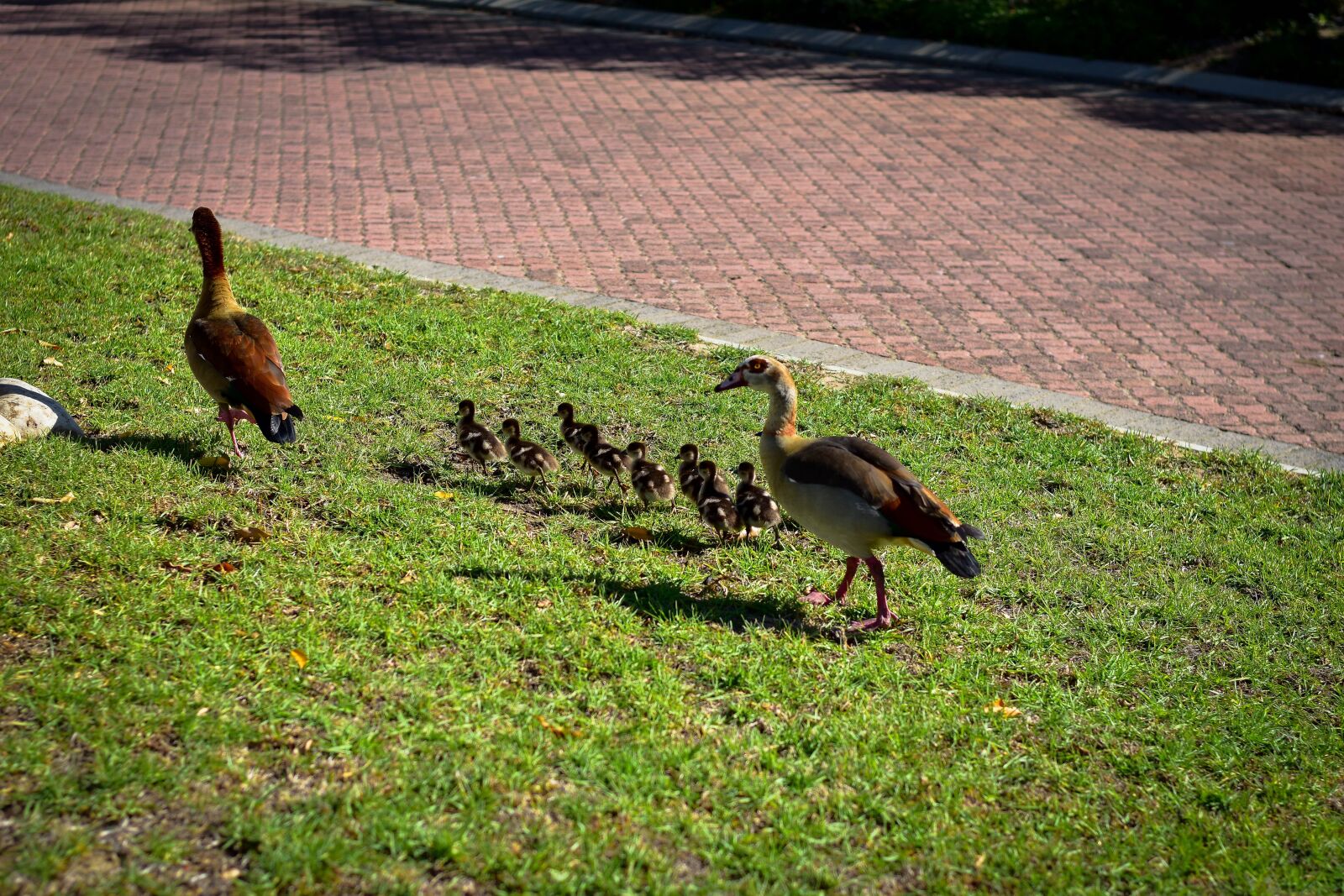 Nikon D5500 sample photo. Egyptian geese, goslings, family photography