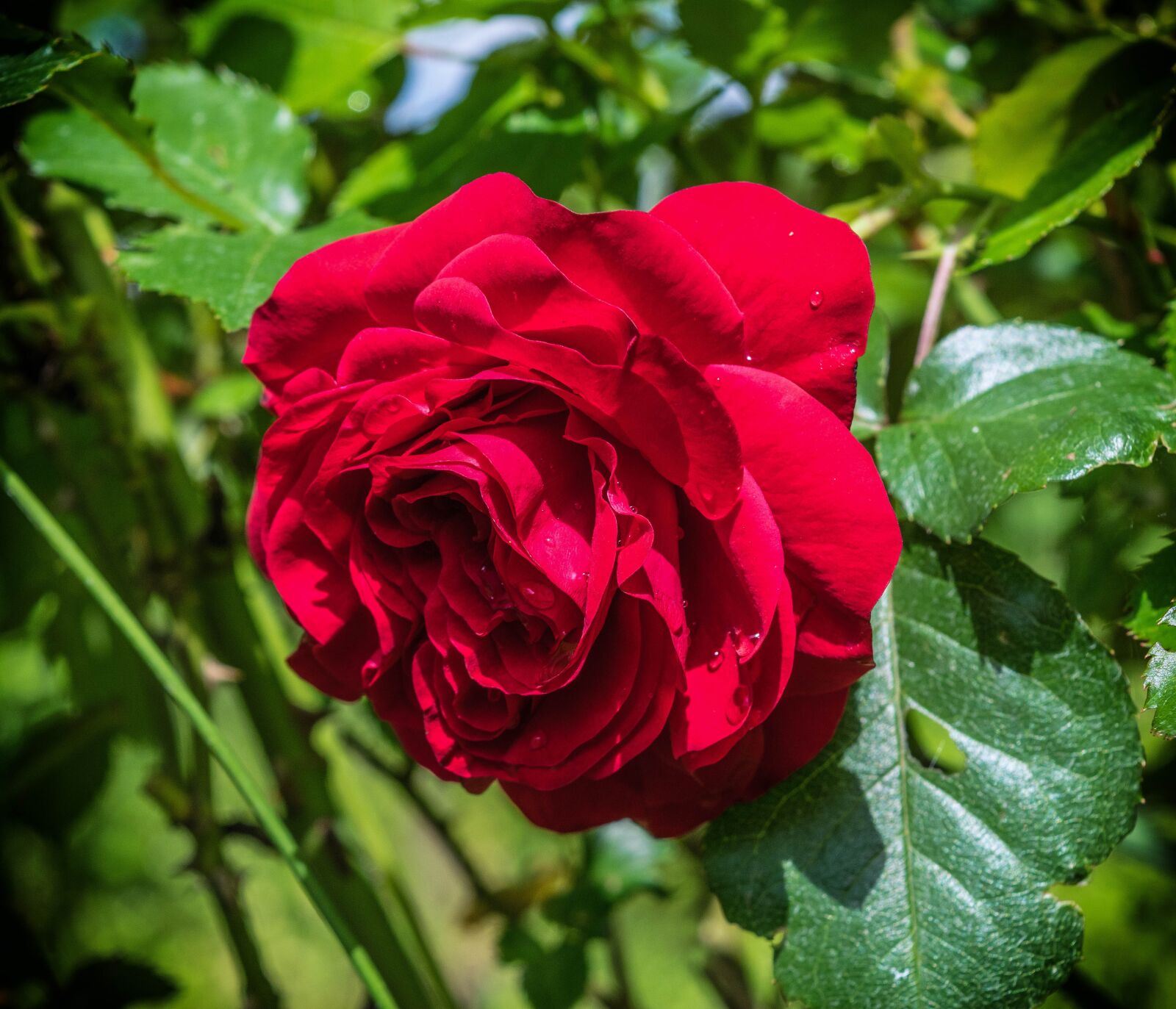 Nikon D3300 sample photo. Rose, red, love photography