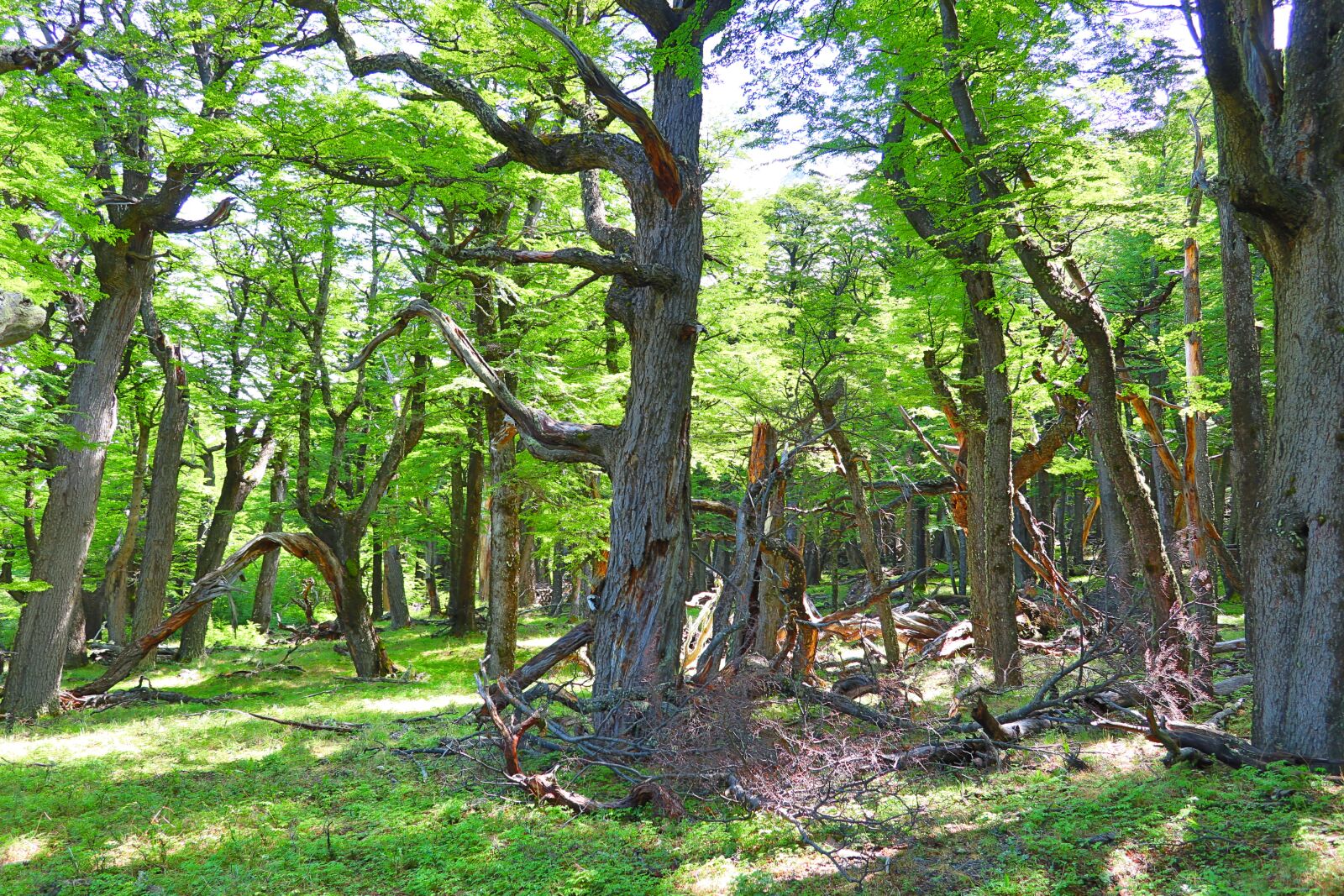 Canon PowerShot G1 X Mark III sample photo. Patagonia, forest, argentina photography