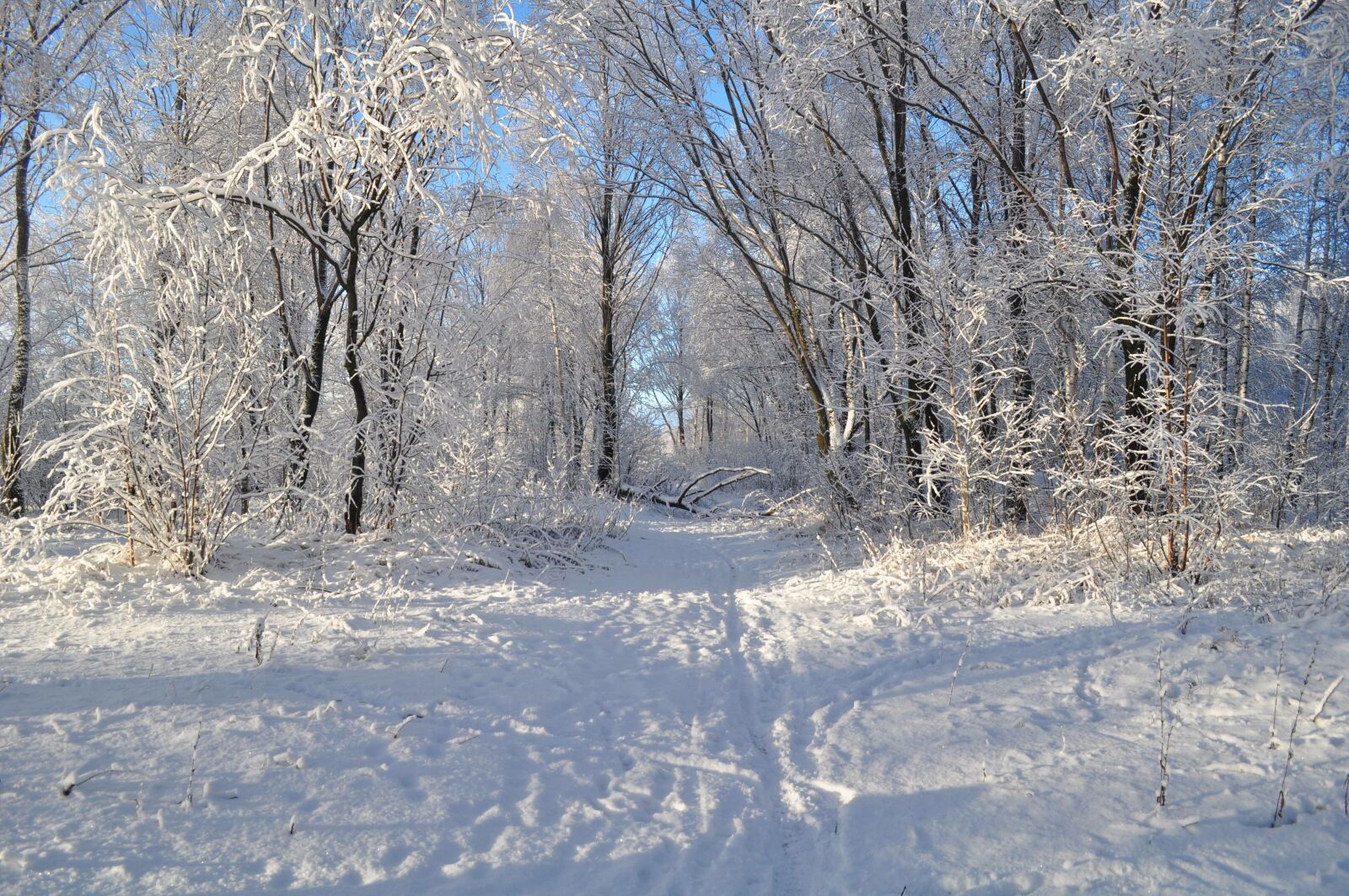 Nikon D90 sample photo. Winter, road, snow photography