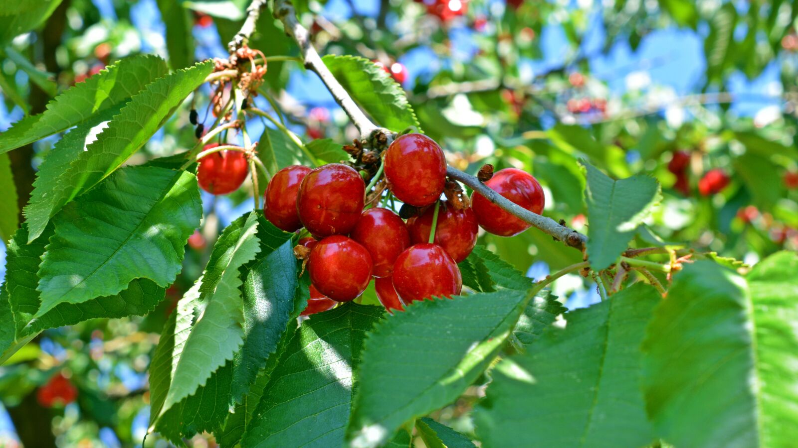 Nikon D5200 sample photo. Cherries, fruit, sweet cherries photography