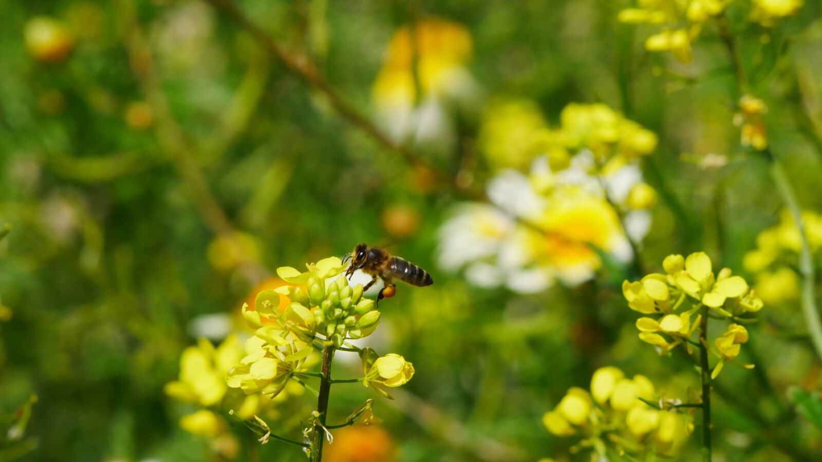 Panasonic Lumix DMC-GX85 (Lumix DMC-GX80 / Lumix DMC-GX7 Mark II) sample photo. Flower, blossom, bloom photography