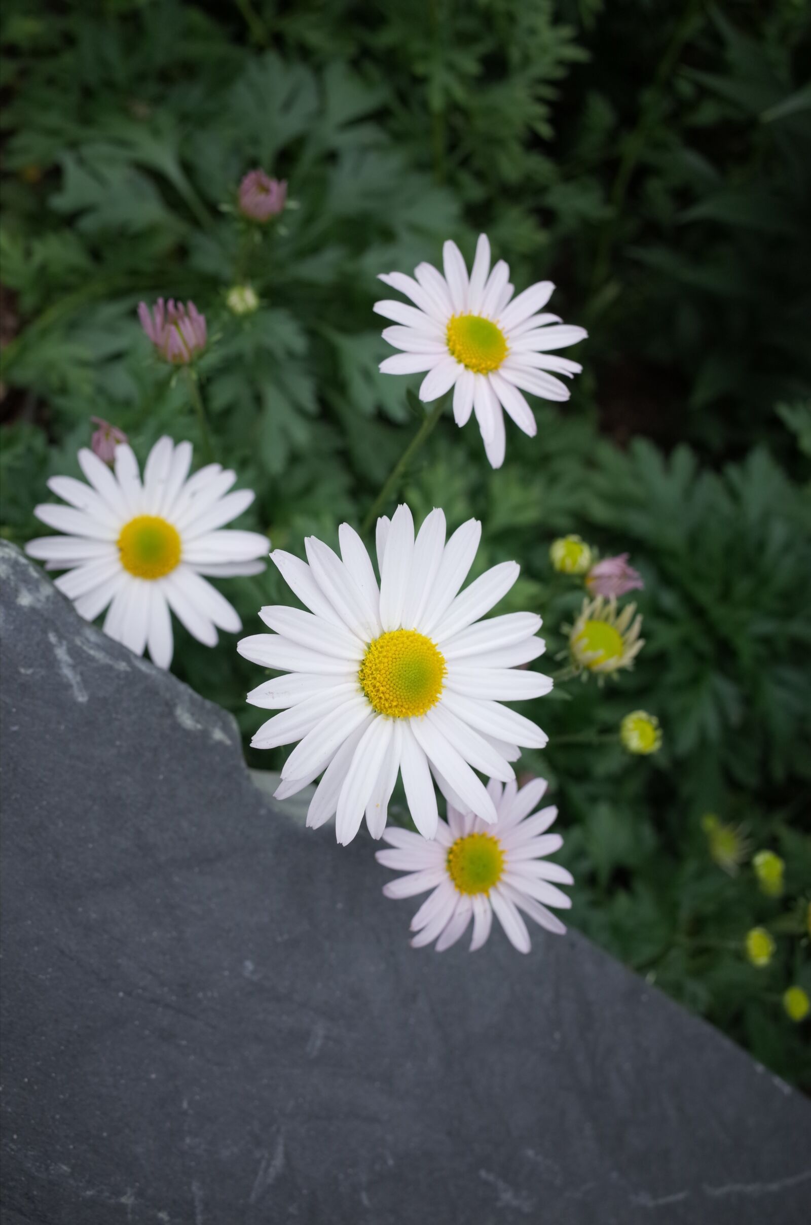 Ricoh GR + GR Lens sample photo. Gujeolcho, chrysanthemum, flowers photography