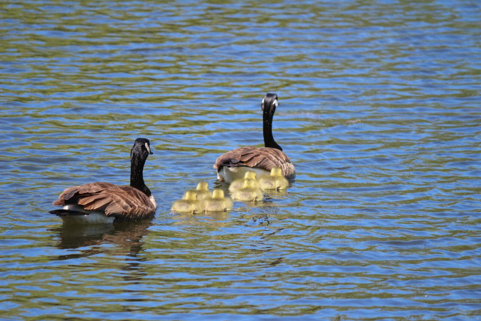 Canon EOS 100D (EOS Rebel SL1 / EOS Kiss X7) + Canon EF-S 55-250mm F4-5.6 IS II sample photo. Goose, nature, animals photography