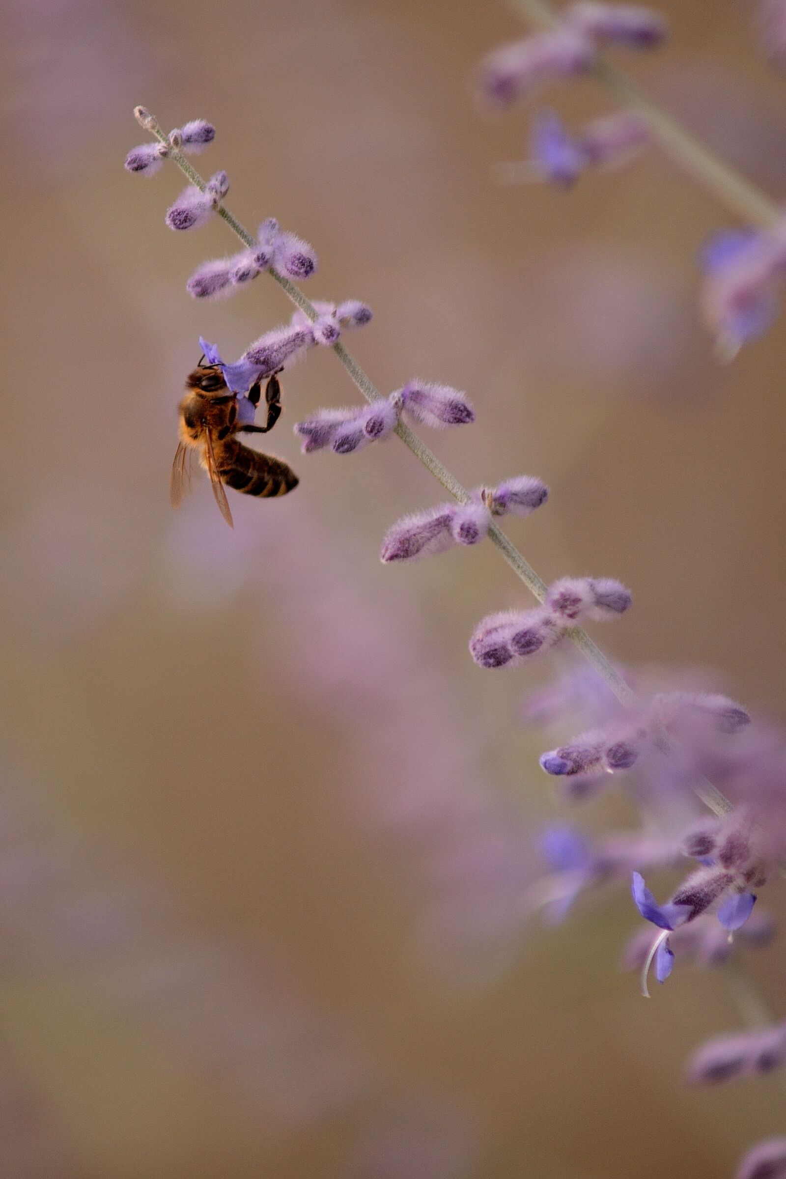 Nikon D610 sample photo. Wasp, purple, flower photography